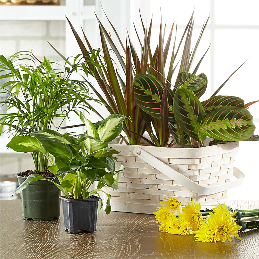 Florist Designed Blooming and Green Plants in a Basket – La Maison De Fleur, Pierre Part LA