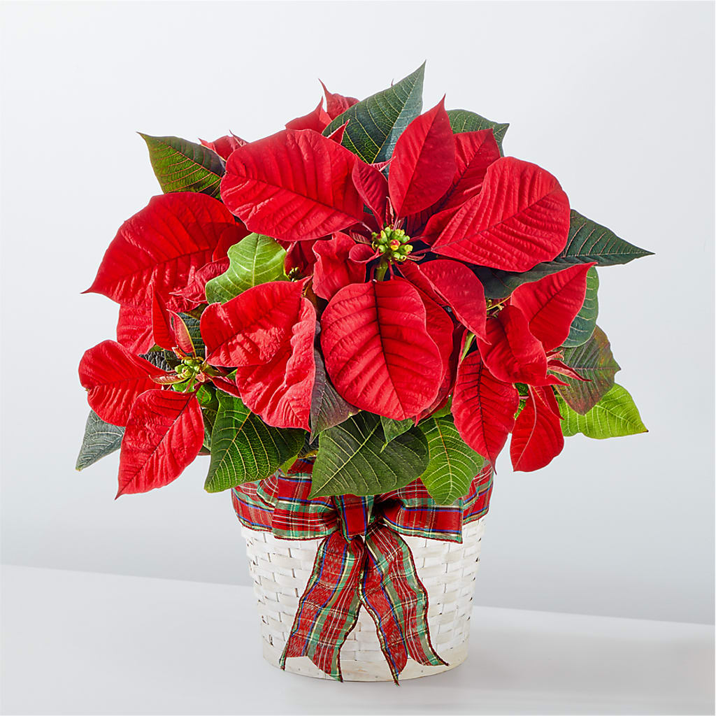 Happiest Holidays Poinsettia – La Maison De Fleur, Pierre Part LA