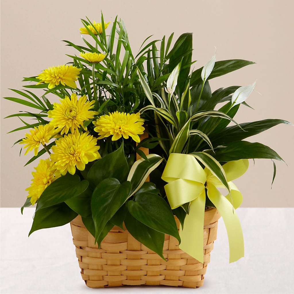 Loving Light Dishgarden – La Maison De Fleur, Pierre Part LA
