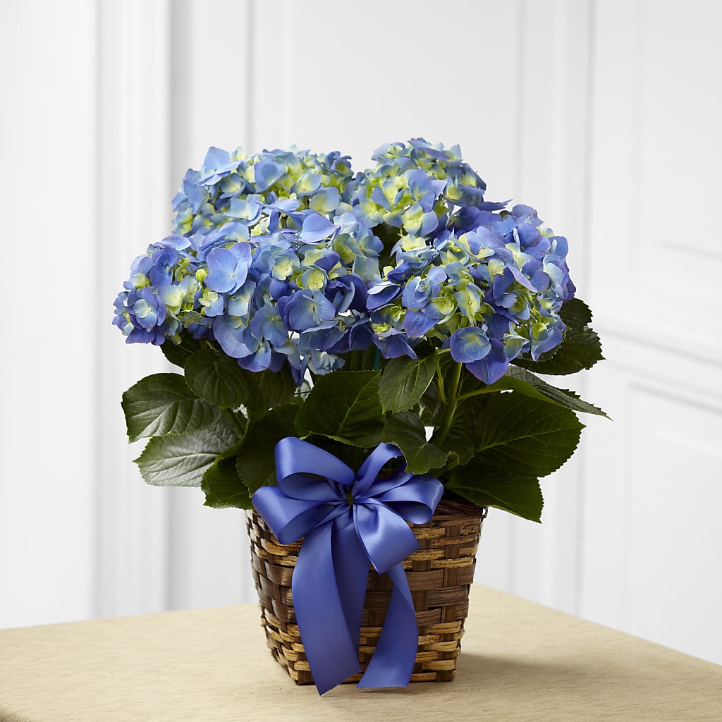 Blue Hydrangea Planter – La Maison De Fleur, Pierre Part LA