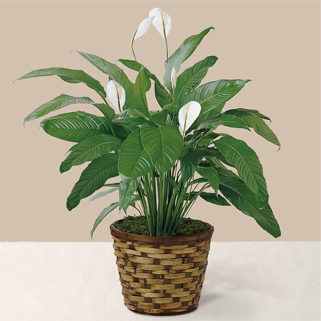 parts of peace lily flower Tranquil Moments Peace Lily Plant