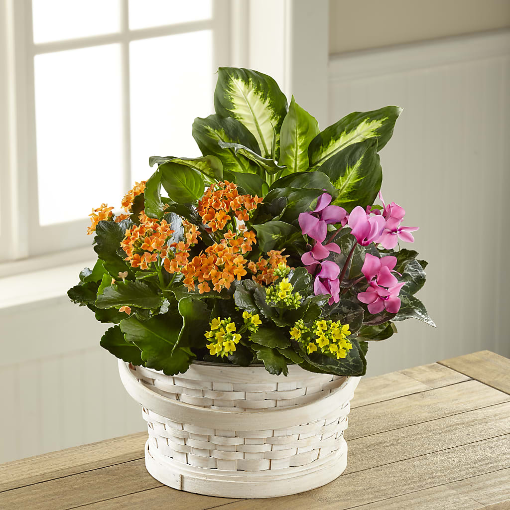 Color Crush Dishgarden – La Maison De Fleur, Pierre Part LA