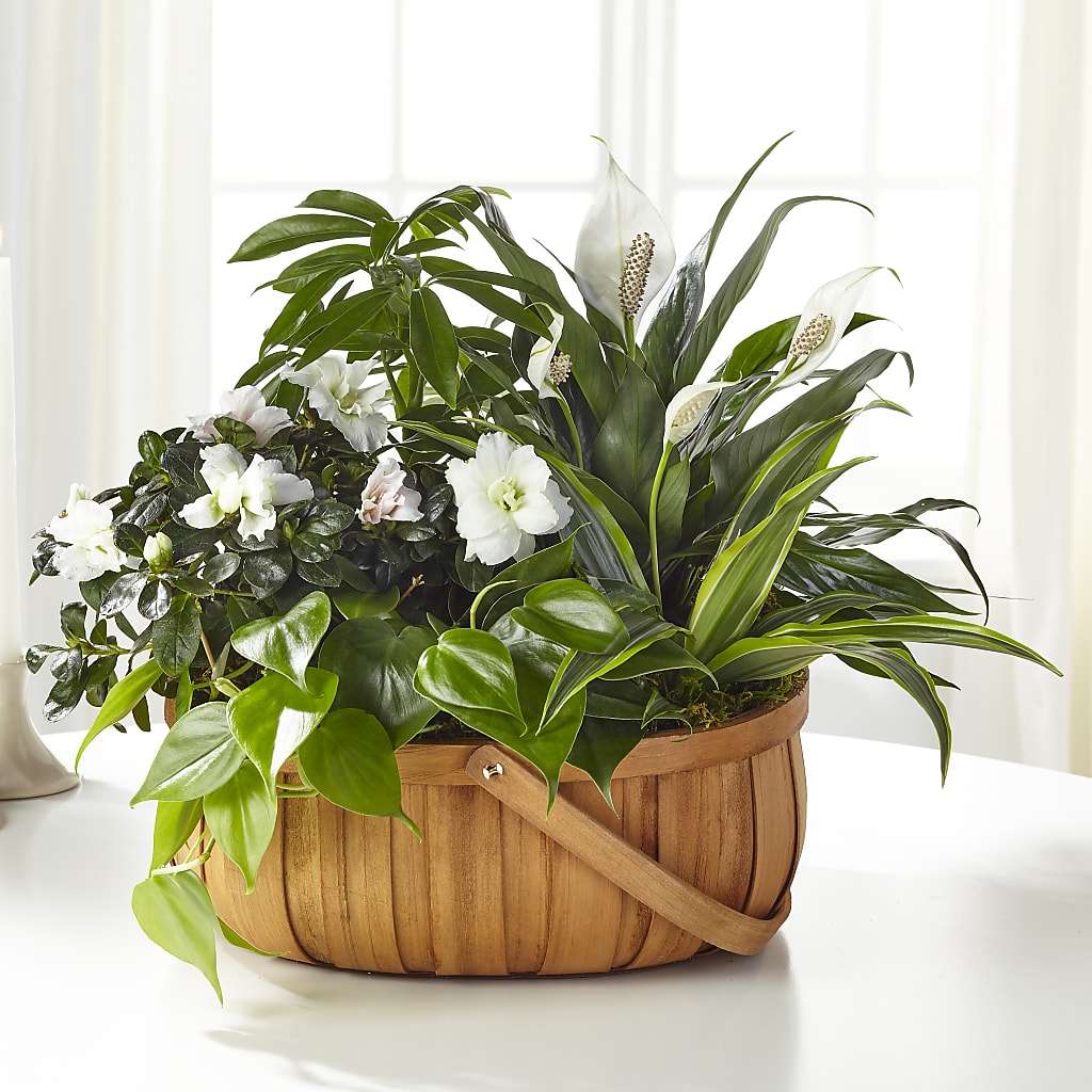 Serene Dishgarden – La Maison De Fleur, Pierre Part LA