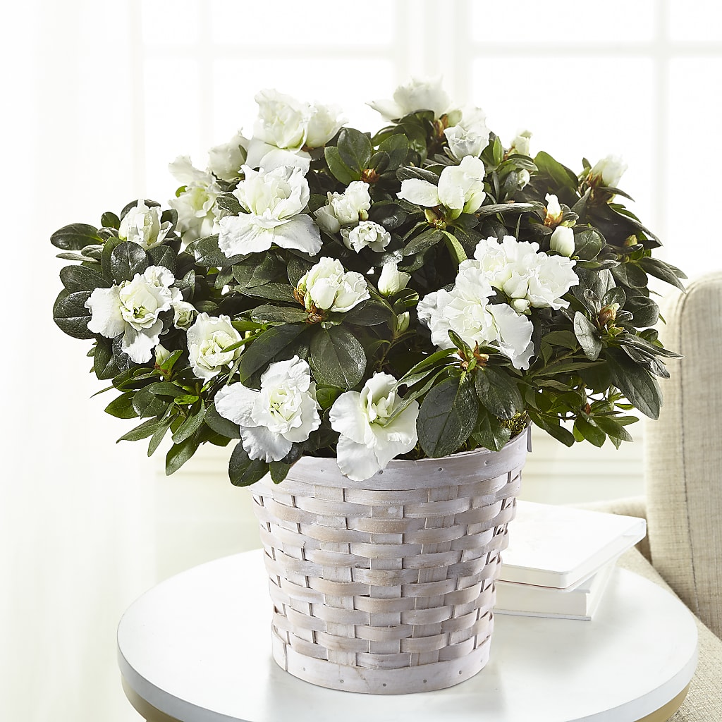 White Azalea Plant – La Maison De Fleur, Pierre Part LA