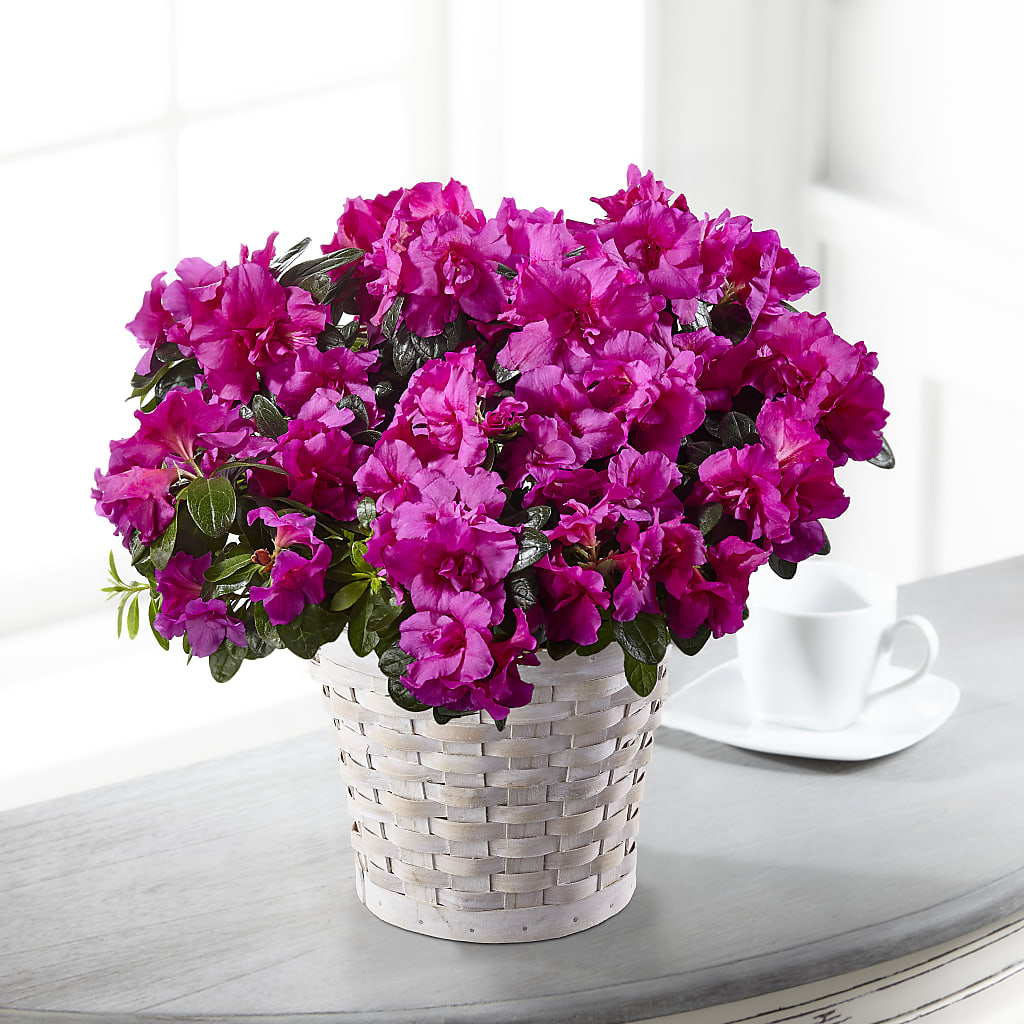Hope & Serenity Azalea Plant – La Maison De Fleur, Pierre Part LA