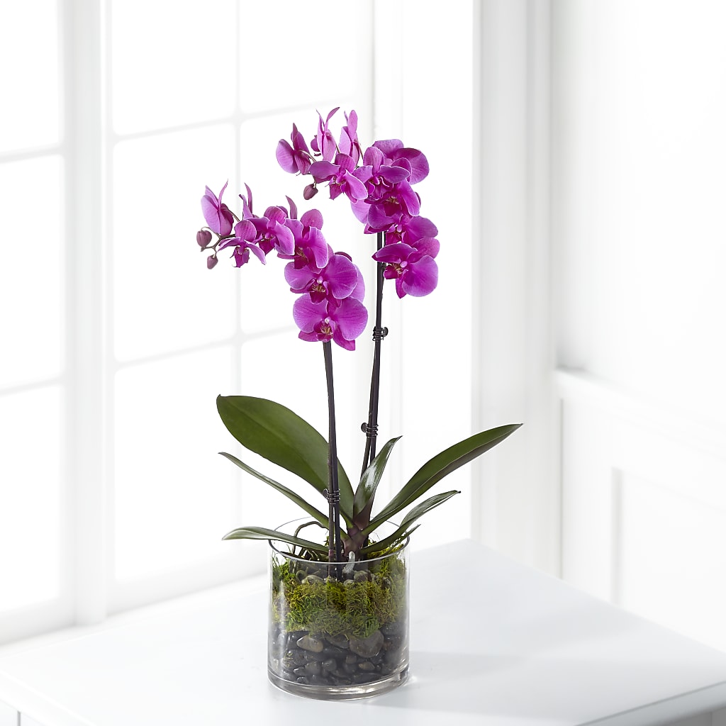 Pink Orchid Plant – La Maison De Fleur, Pierre Part LA