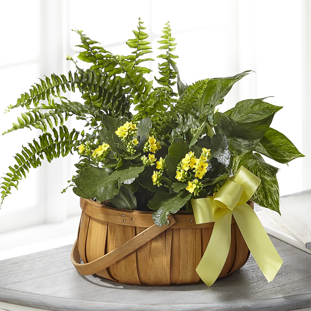 Always Dear Dishgarden – La Maison De Fleur, Pierre Part LA