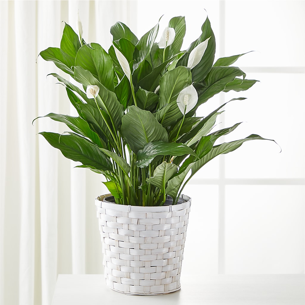 A New Leaf Peace Lily – La Maison De Fleur, Pierre Part LA