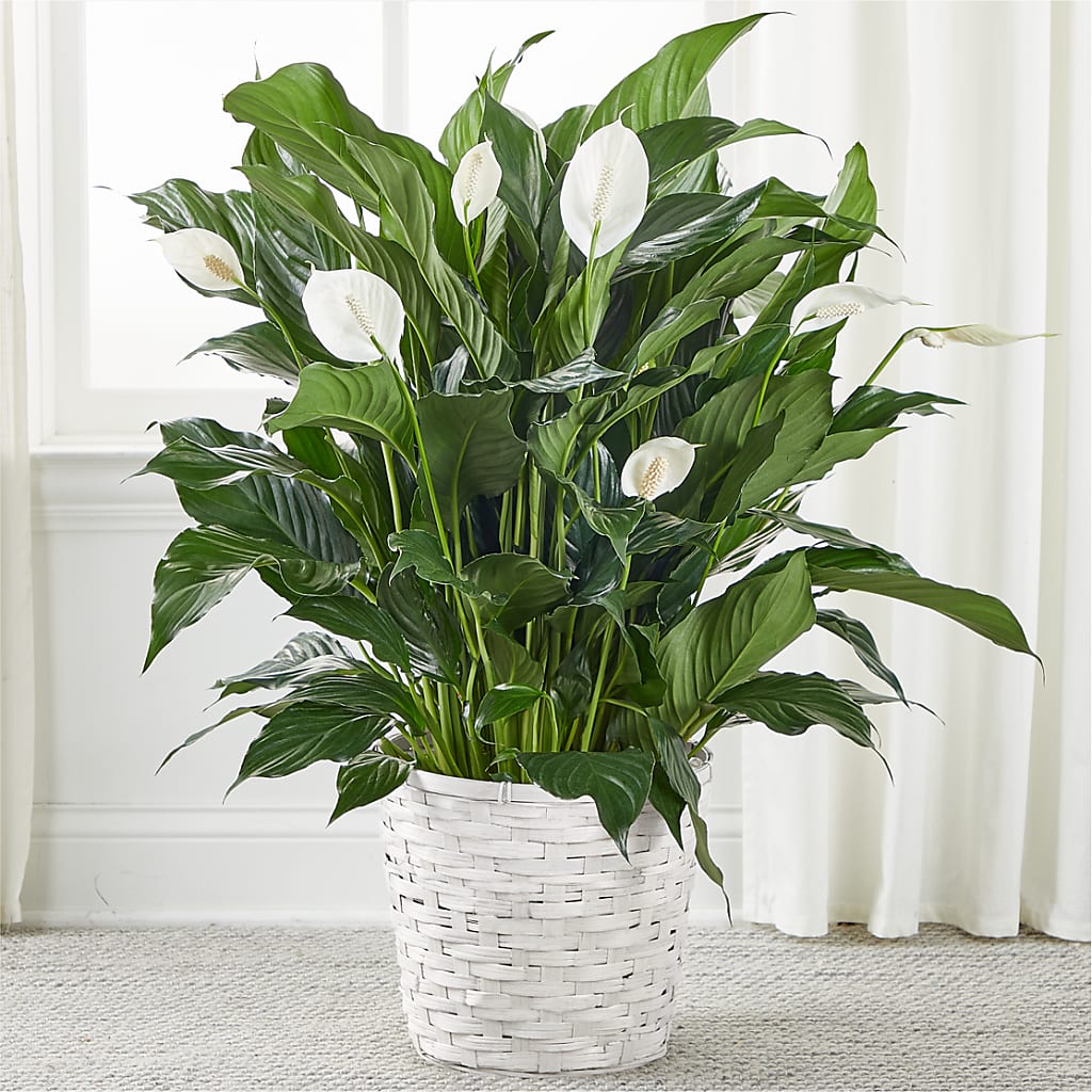 A New Leaf Peace Lily – La Maison De Fleur, Pierre Part LA