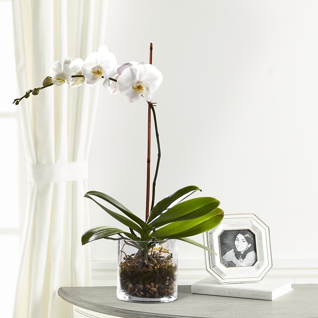 White Orchid Planter – La Maison De Fleur, Pierre Part LA