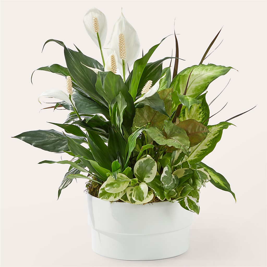 Radiating Positivity Dishgarden – La Maison De Fleur, Pierre Part LA