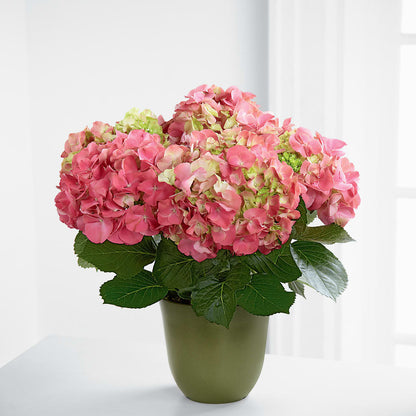 Pink Hydrangea Planter –  La Maison De Fleur, Pierre Part LA