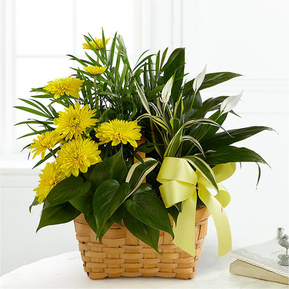 Loving Light Dishgarden –  La Maison De Fleur, Pierre Part LA