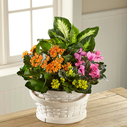 Color Crush Dishgarden –  La Maison De Fleur, Pierre Part LA