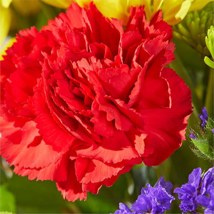Brighter Days Bouquet –  La Maison De Fleur, Pierre Part LA
