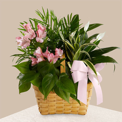Living Spirit Dishgarden –  La Maison De Fleur, Pierre Part LA