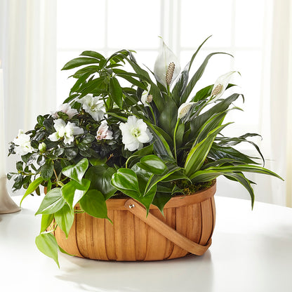 Serene Dishgarden –  La Maison De Fleur, Pierre Part LA