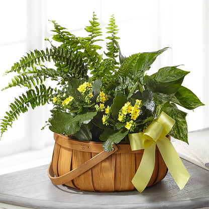 Always Dear Dishgarden –  La Maison De Fleur, Pierre Part LA