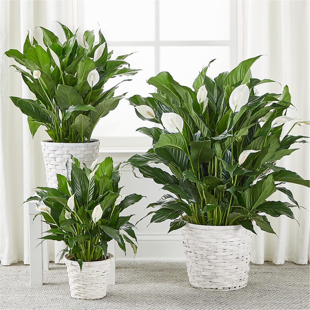 A New Leaf Peace Lily –  La Maison De Fleur, Pierre Part LA