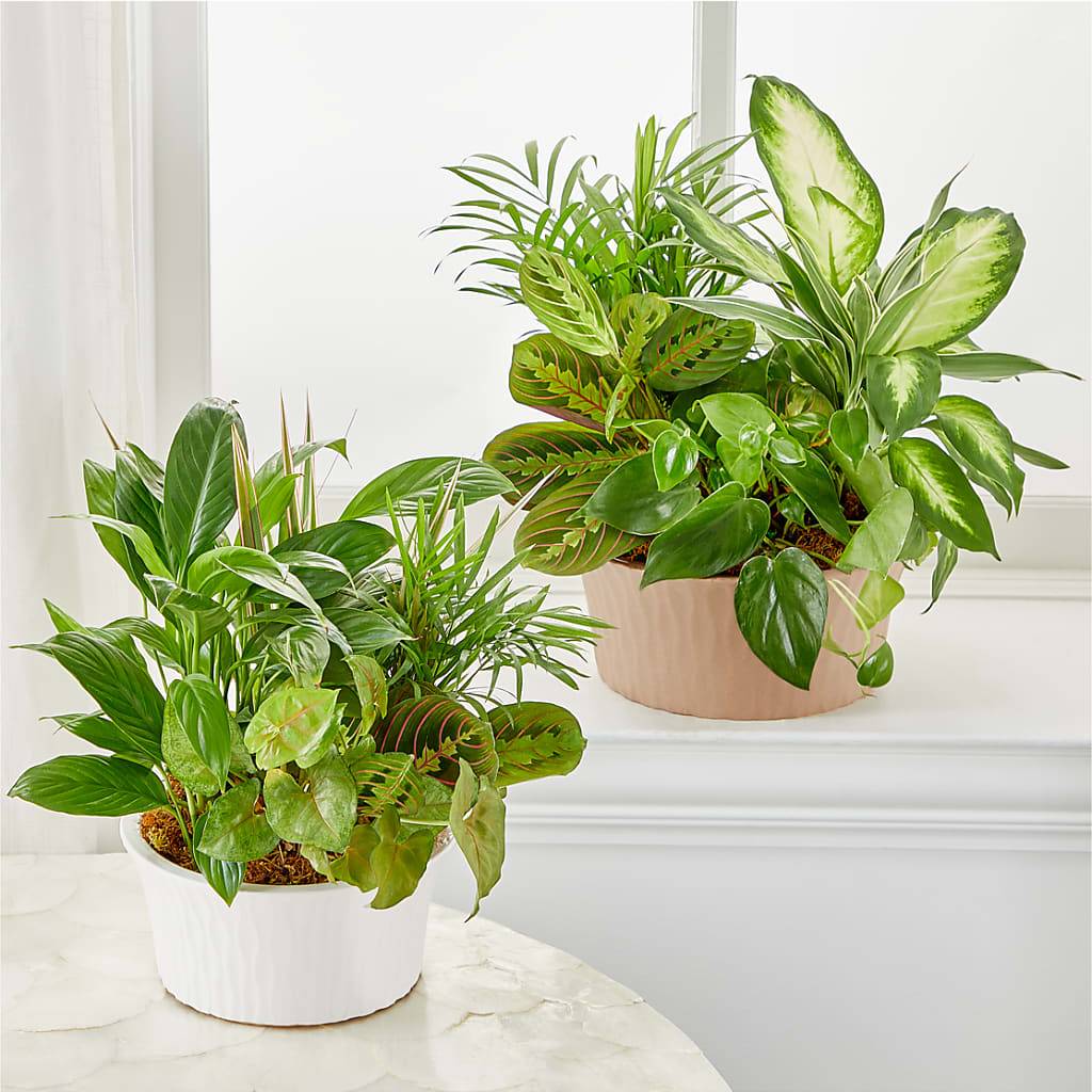 Balance & Harmony Dishgarden –  La Maison De Fleur, Pierre Part LA