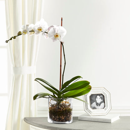 White Orchid Planter –  La Maison De Fleur, Pierre Part LA